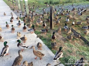ducks