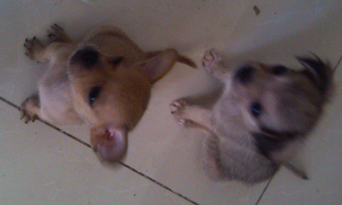 dogs.png dogs